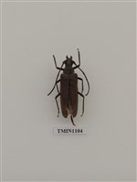 藏品(中華薄翅天牛)的圖片